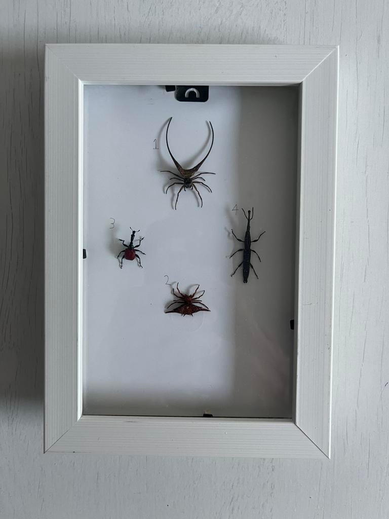 Mix van insecten in lijst, Huis en Inrichting, Woonaccessoires | Lijsten, Ophalen of Verzenden, Zo goed als nieuw, Hout, Minder dan 50 cm