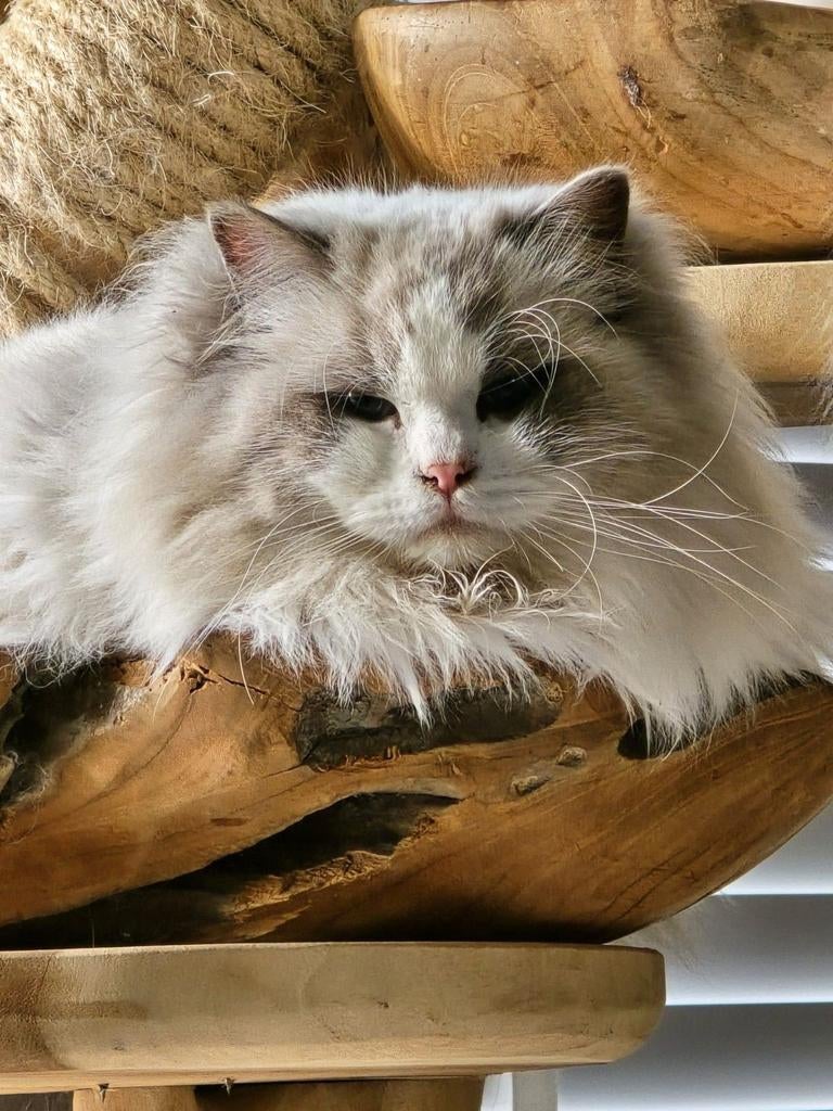 Zeer mooie en lieve dekkater!! Getest, met stamboom!