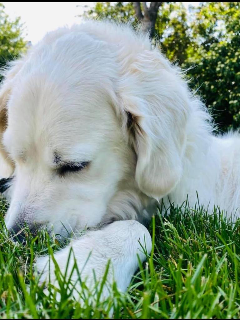 OPVANG/OPPAS VOOR GOLDEN RETRIEVERS AANGEBODEN 🤍, Particuliere oppas