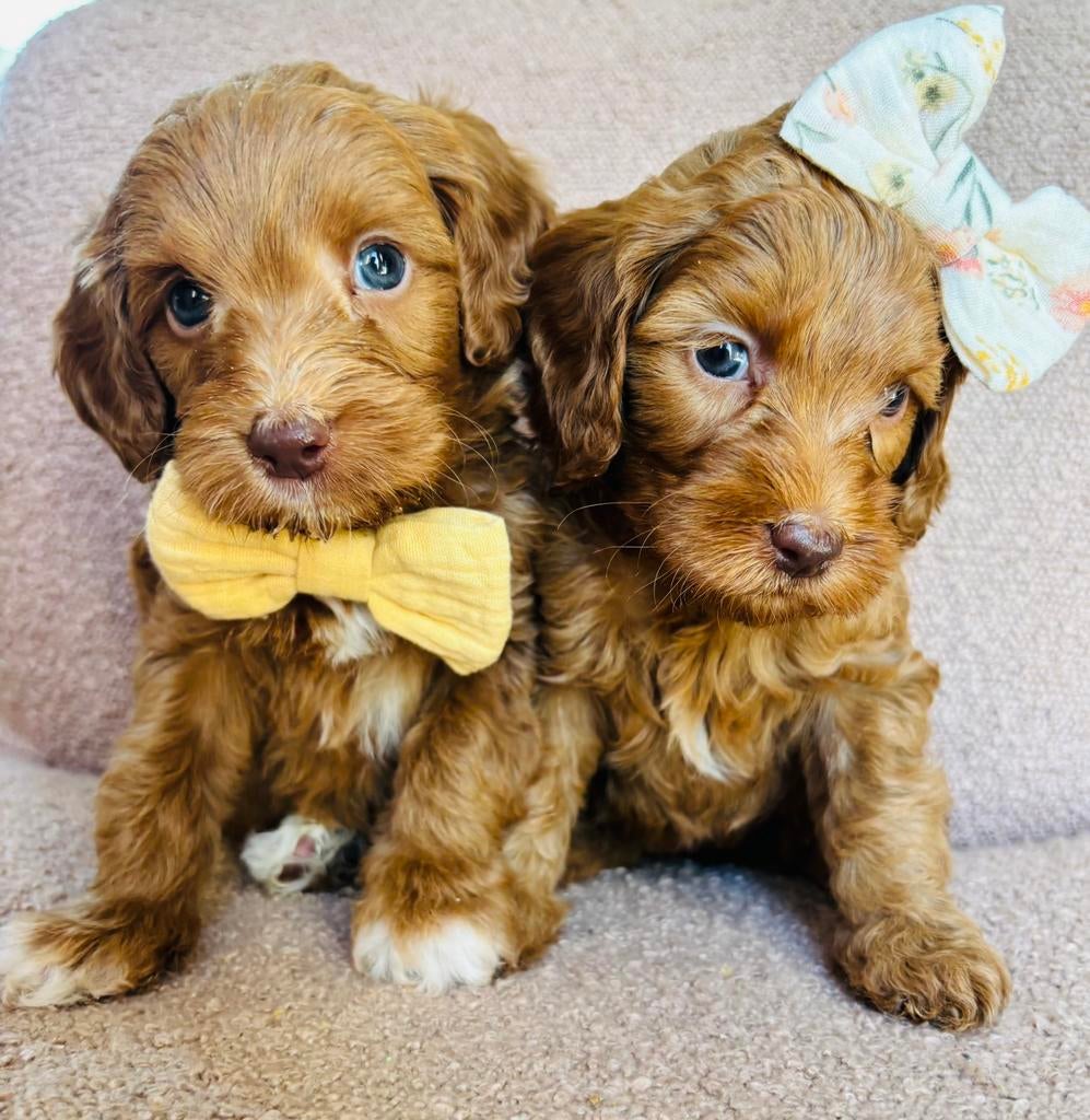 Gastgezin Australian labradoodle cobberdog puppy labradoodle, Parvo, Overige rassen, 8 tot 15 weken, Meerdere dieren