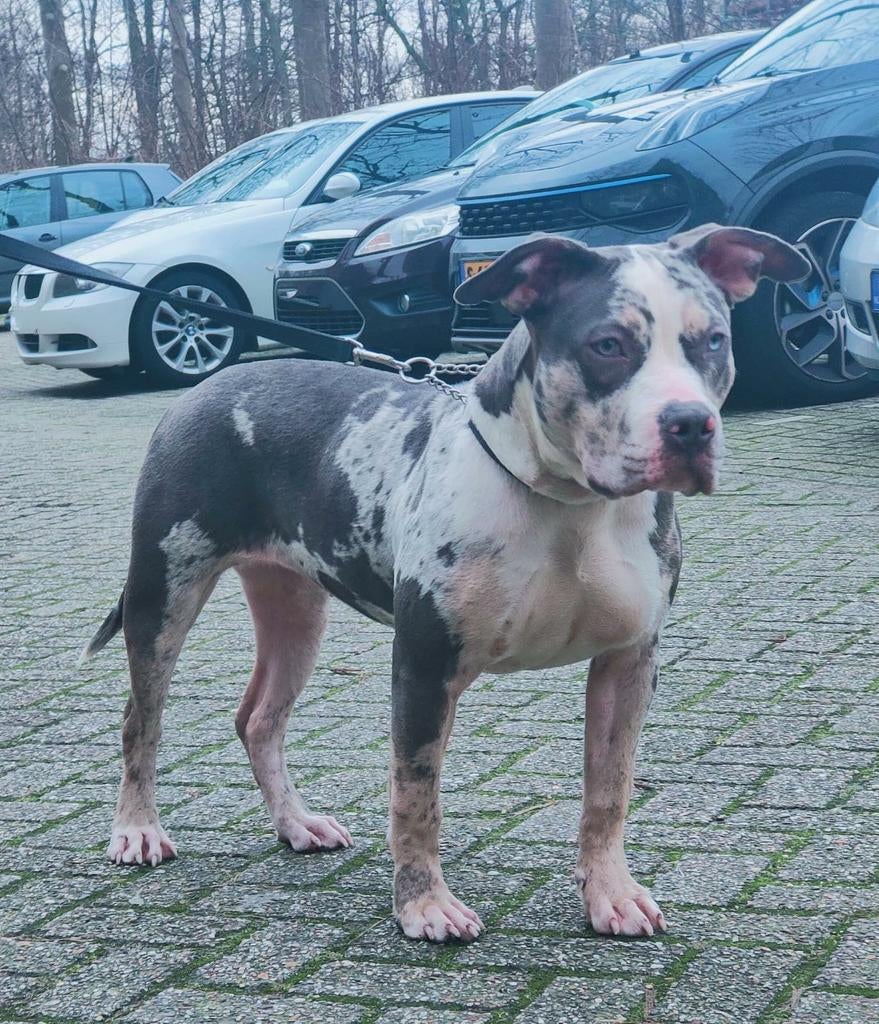 American bully xl teef, Dieren en Toebehoren, Honden | Bulldogs, Pinschers en Molossers, Overige rassen, Fokker | Hobbymatig, Meerdere