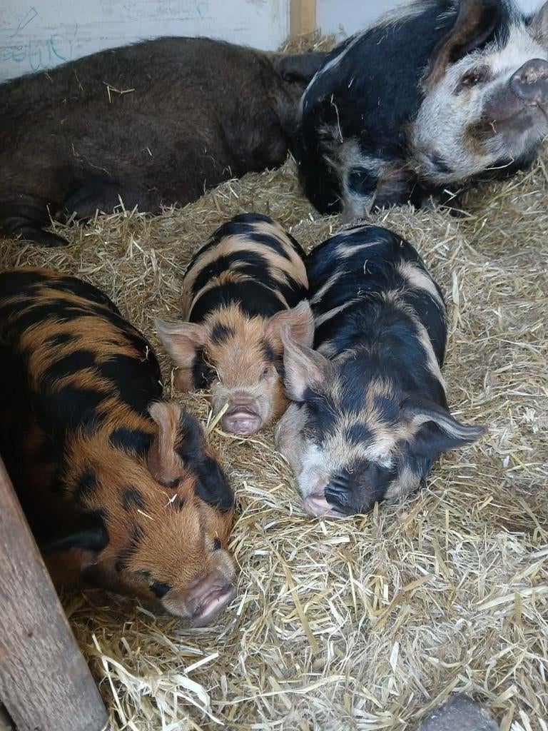 1 Kune kune borg te koop, Dieren en Toebehoren, Schapen, Geiten en Varkens, Varken, Mannelijk, 0 tot 2 jaar