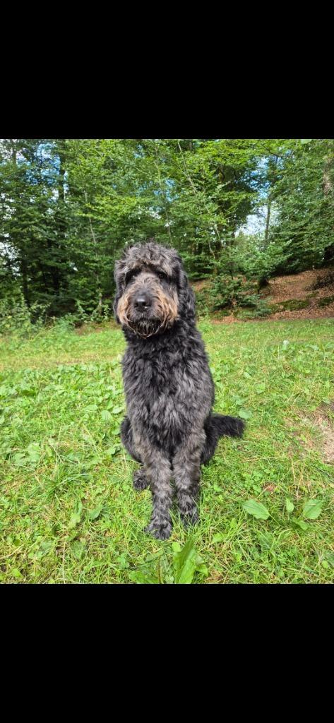Dekreu goldendoodle, Reu, Parvo, Eén hond, 3 tot 5 jaar