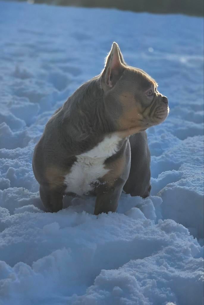 🥰Schitterende Dekreu isabella & tan franse bulldog Sjors 🥰, Dieren en Toebehoren, Parvo, Fokker | Hobbymatig, Reu, 1 tot 2 jaar