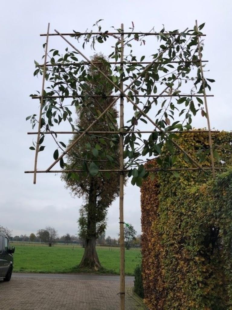 Glansmispel Leiboom, stamhoogte 2 meter rek 150 x 150 cm, Tuin en Terras, Planten | Bomen, Ophalen, Leiboom, Halfschaduw, 250 tot 400 cm