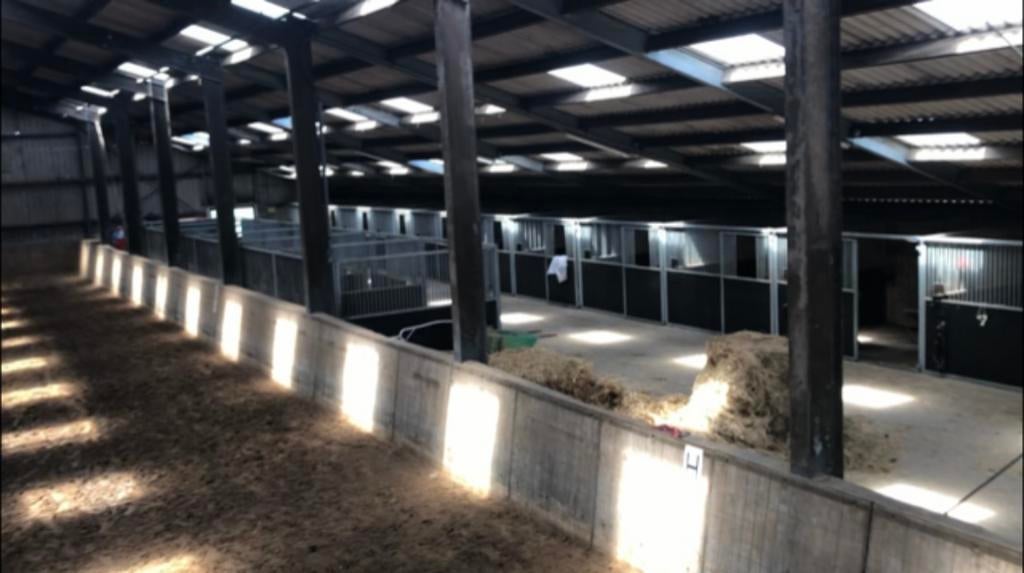 Stalling en weidegang, Weidegang, 2 of 3 paarden of pony's
