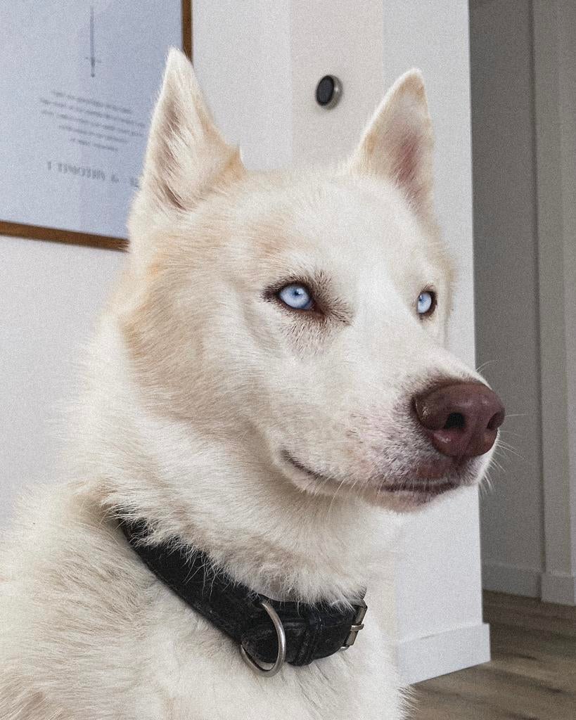 Op zoek naar een nieuw thuis voor husky Rudolph!, Parvo, Reu, Poolhond, Eén hond