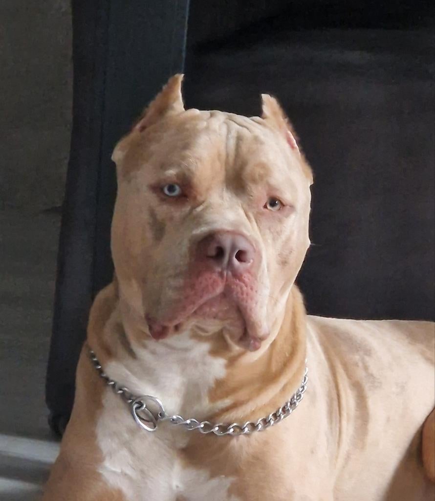 Dekreu Neo !! Amerikaanse bully met stamboom, Dieren en Toebehoren, Honden | Bulldogs, Pinschers en Molossers, Fokker | Hobbymatig