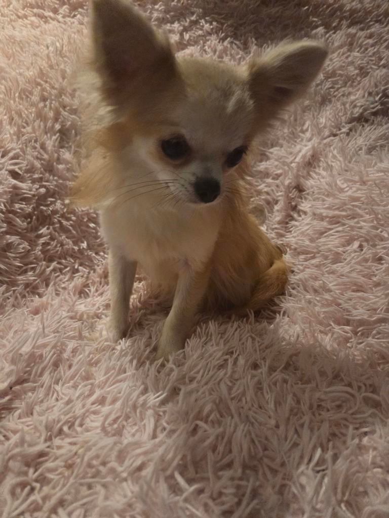 Chihuahua te koop met FCI stamboom, 15 weken tot 1 jaar, Reu, Parvo, Meerdere