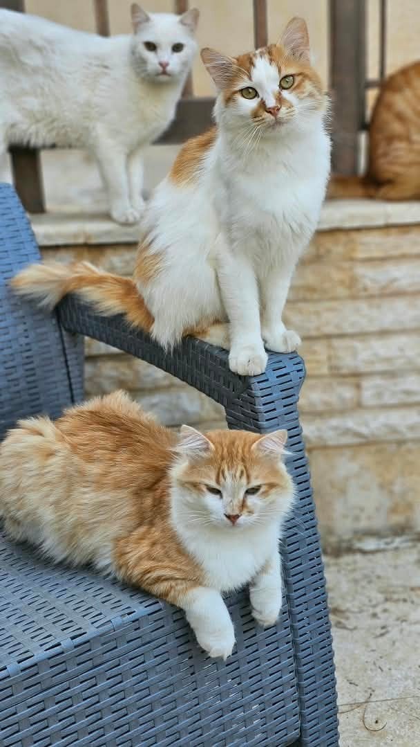 prachtige rood witte katjes, Dieren en Toebehoren, Meerdere dieren
