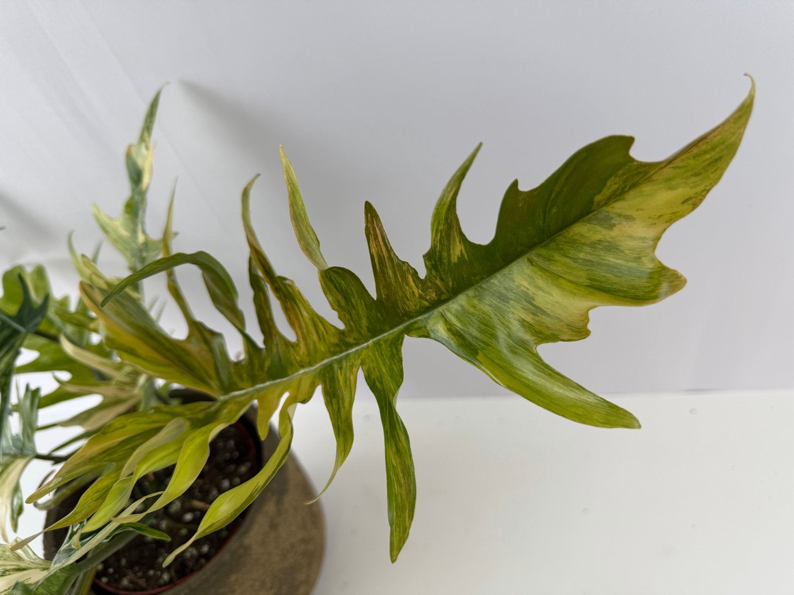 Philodendron Florida Beauty x Tortum p15, Huis en Inrichting, Kamerplanten, Overige soorten, In pot, Minder dan 100 cm, Groene kamerplant
