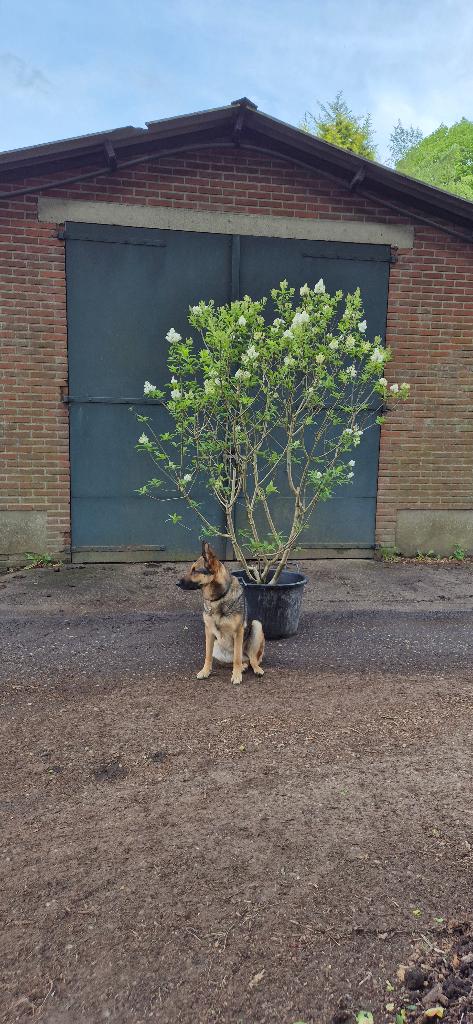 Syringa villuosa, Ophalen, Halfschaduw, Overige soorten, Lente