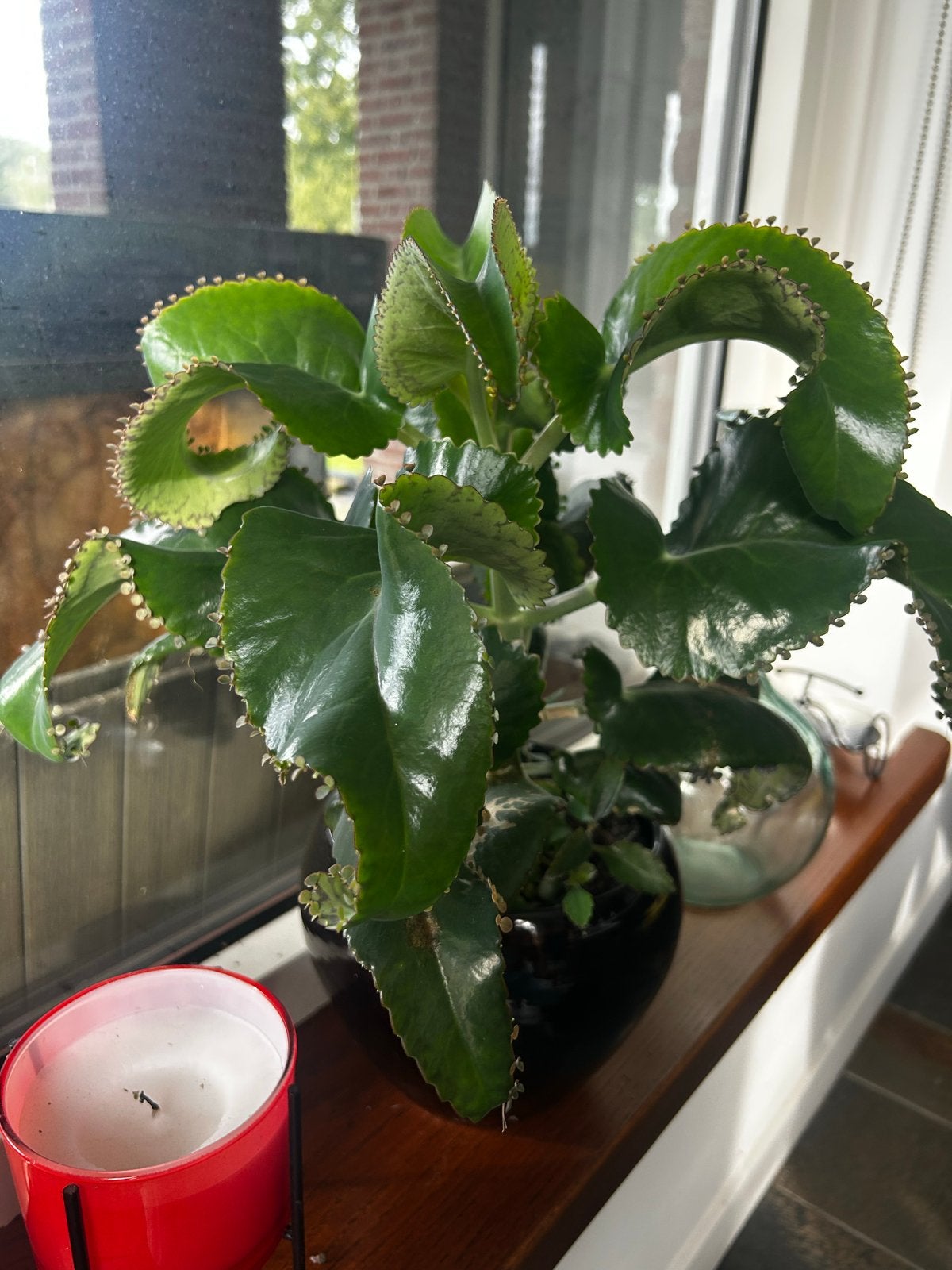 Moederplant (Kalanchoe daigremontiana), Ophalen of Verzenden, Minder dan 100 cm