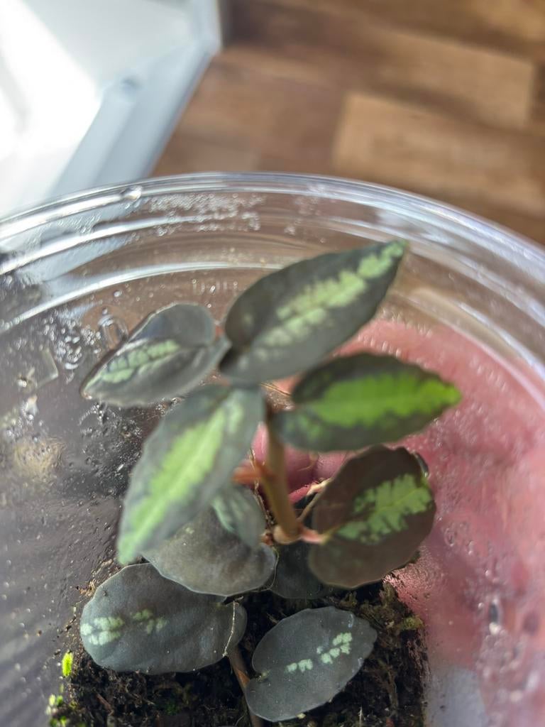 Terrariumplant pellionia repens, Ophalen of Verzenden, Halfschaduw, Minder dan 100 cm