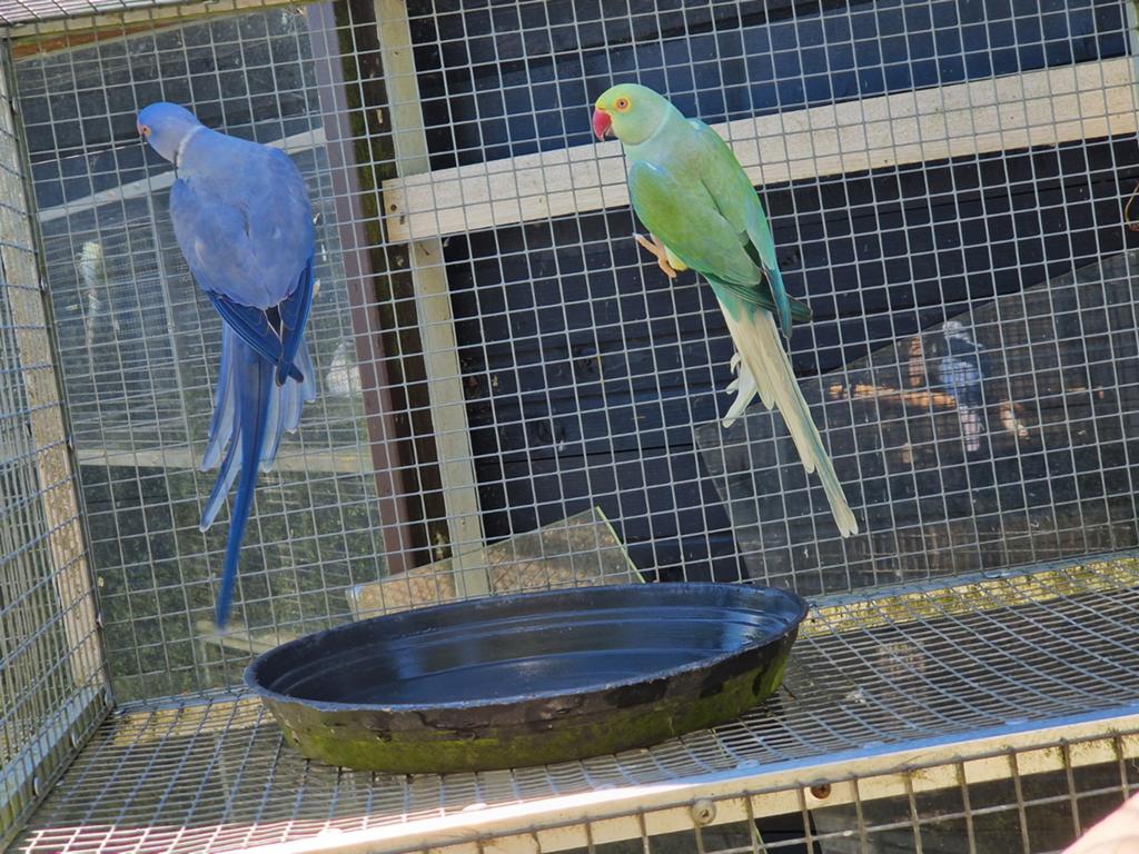 Te koop mooi koppel halsbandparkieten, Meerdere dieren, Parkiet