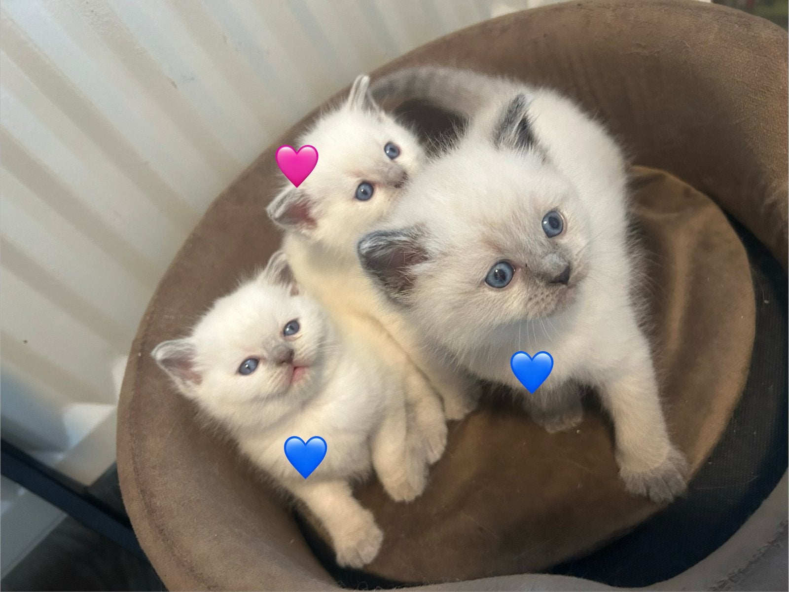 Britse Korthaar Blue Point kittens, Dieren en Toebehoren, Meerdere dieren, Ontwormd, 0 tot 2 jaar