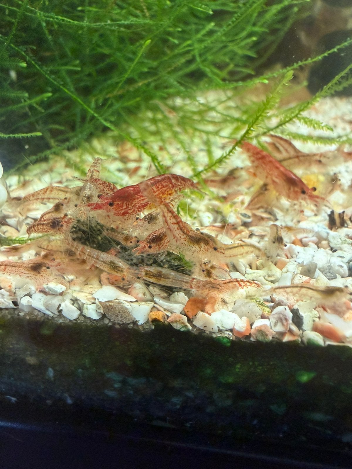 Wildkleur garnalen, Dieren en Toebehoren, Vissen | Aquariumvissen, Kreeft, Krab of Garnaal