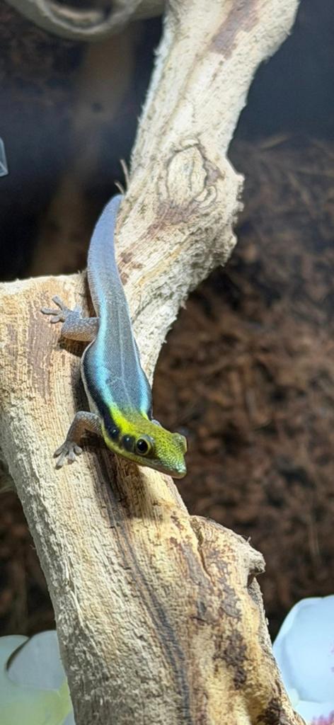 Gezocht 0.1 Phelsuma Klemmeri, Slang, 0 tot 2 jaar