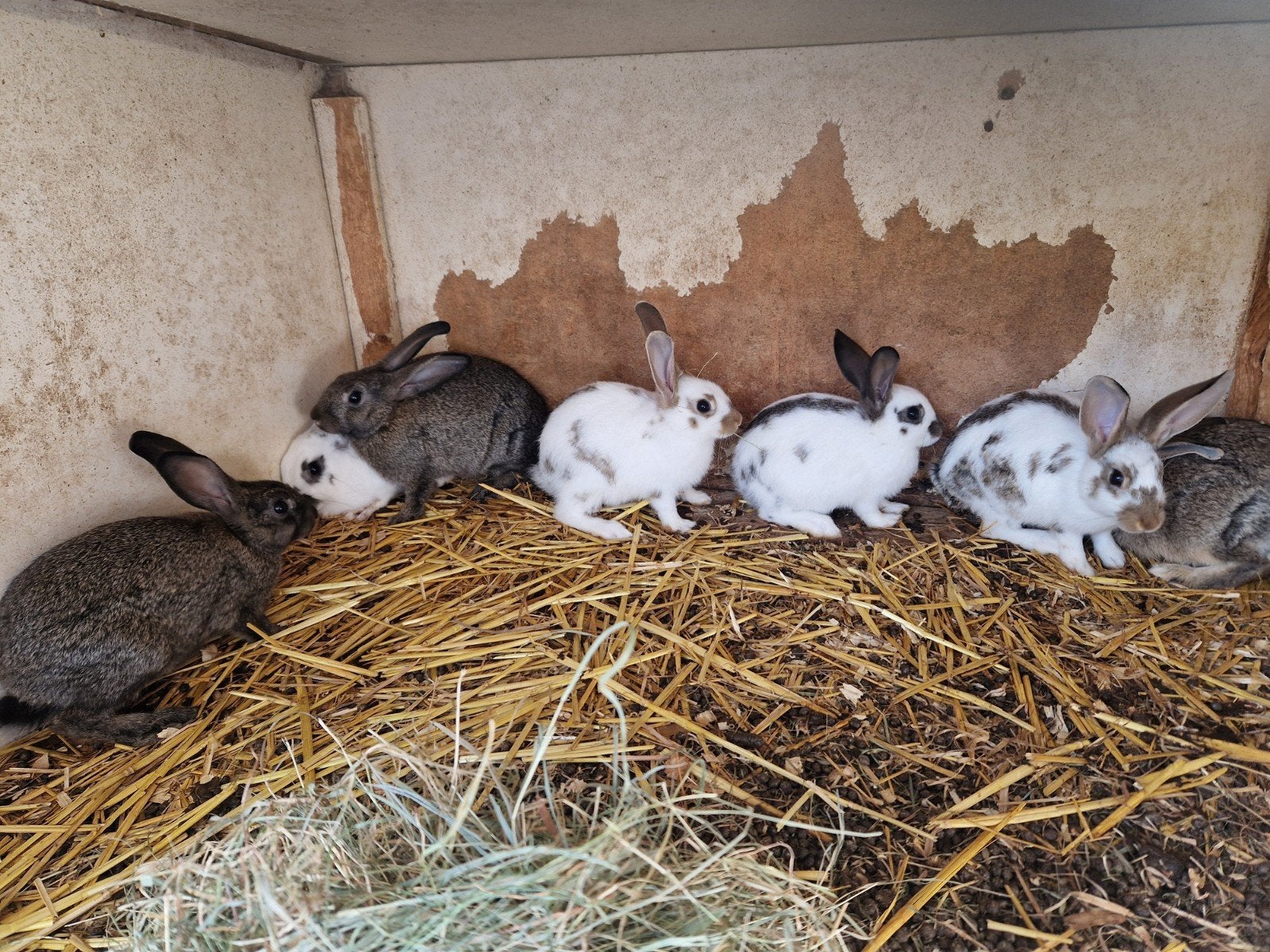 7 jonge konijnen, Dieren en Toebehoren, Meerdere dieren, Middelgroot, 0 tot 2 jaar