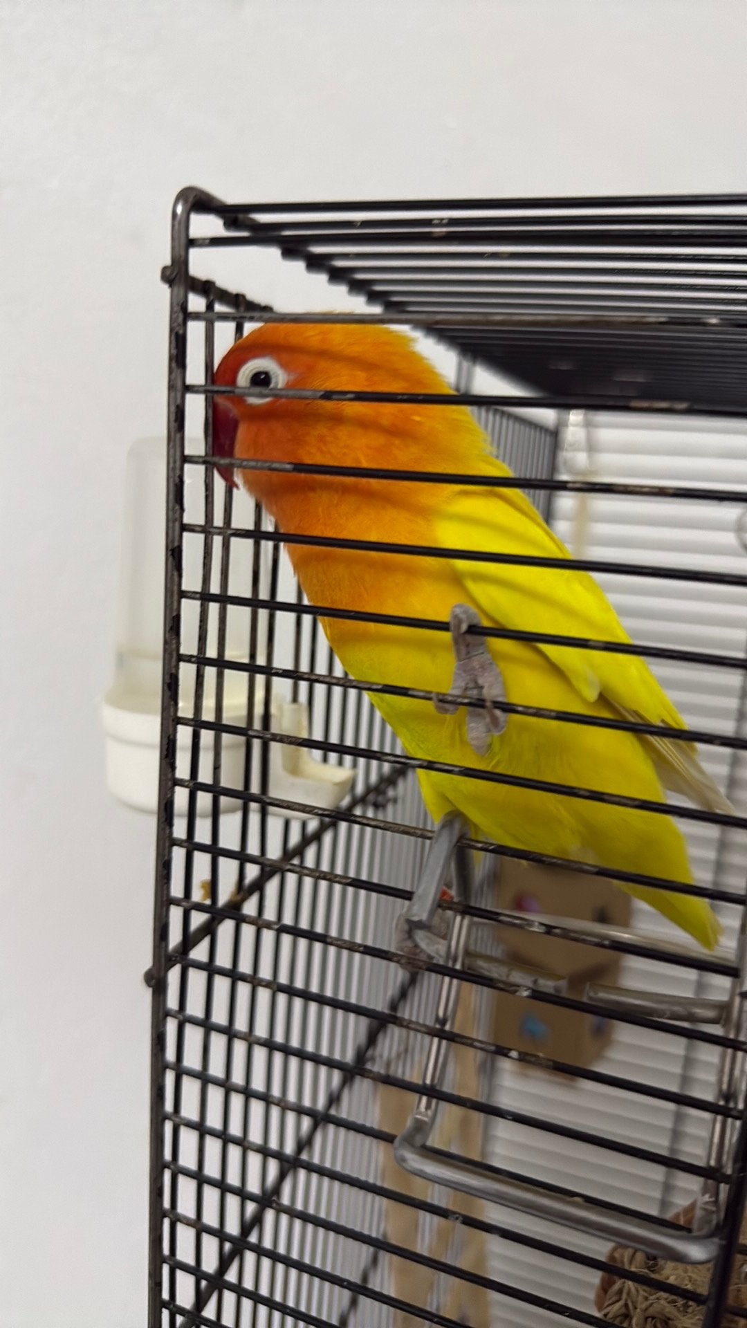 Liefdevol huis gezocht voor onze gele agapornis personatus, Vrouwelijk, Dwergpapegaai of Agapornis, Geringd