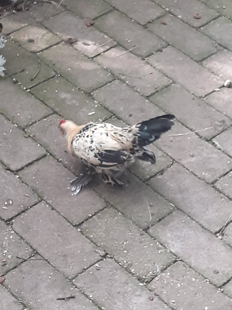 Sabelpootkriel haantjes, Dieren en Toebehoren, Pluimvee, Mannelijk, Kip