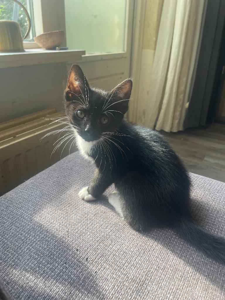 Kitten katertje, Dieren en Toebehoren, Katten en Kittens | Overige Katten, Kater, Kortharig, 0 tot 2 jaar