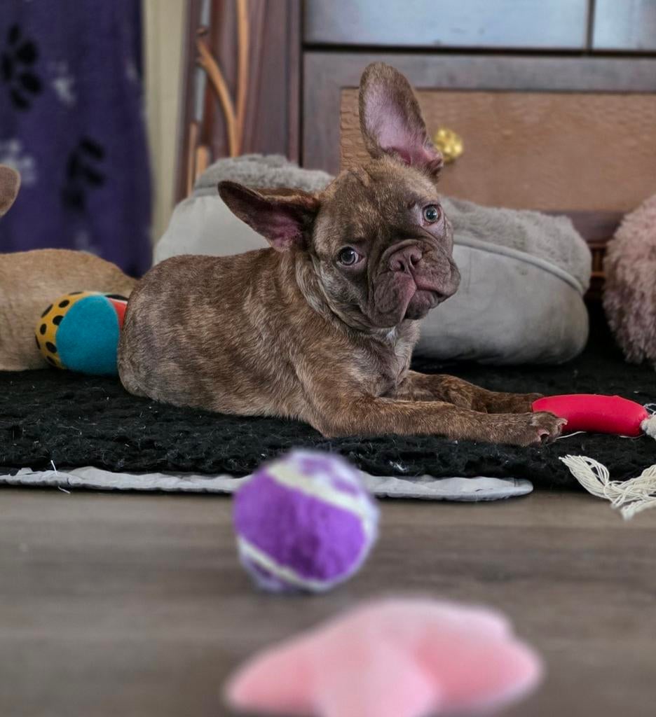💙 Super leuke X franse bulldog reu pup bijzondere kleur 💙, Dieren en Toebehoren, Honden | Bulldogs, Pinschers en Molossers, Parvo