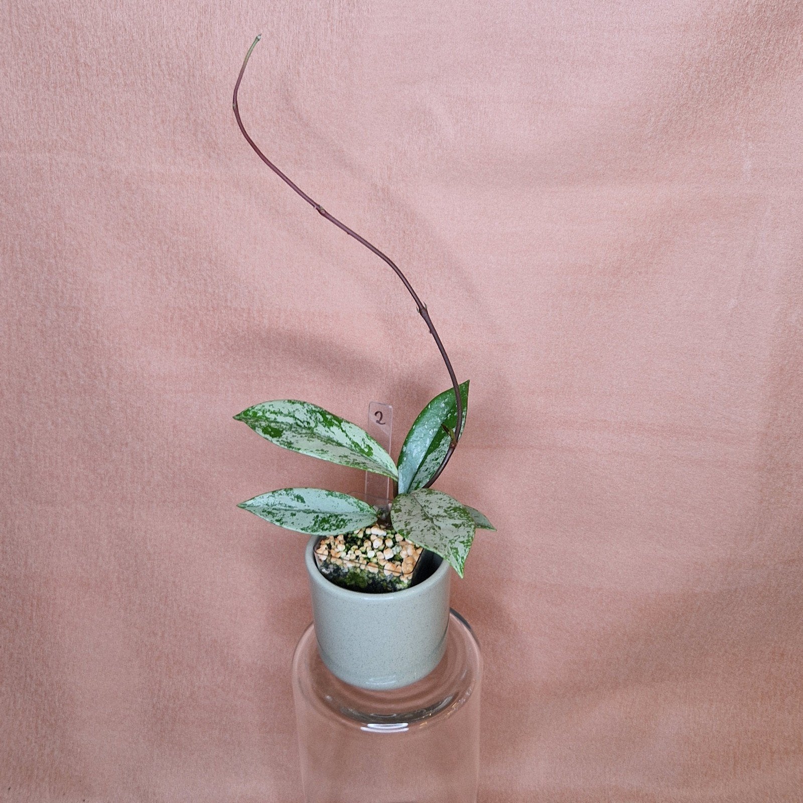Hoya Pubicalyx Pink Silver Ghost 2, Verzenden, Overige soorten, Halfschaduw, Minder dan 100 cm