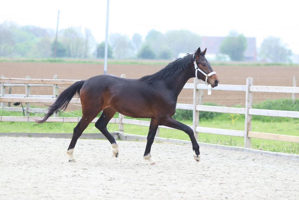 Veelbelovende 2-jarige hengst met topafstamming, Met stamboom, Dressuurpaard, 0 tot 2 jaar, Hengst