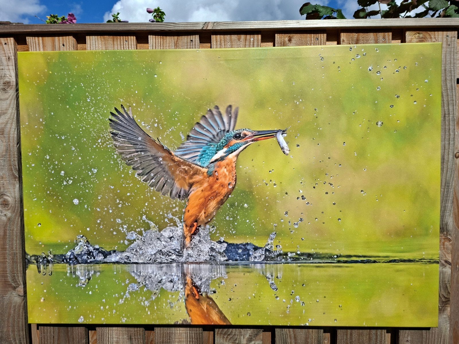 Natuurfotografie IJsvogel met vis op doek - 120x80 cm, Ophalen, Reproductie, Print/reproductie, Met ophangsysteem