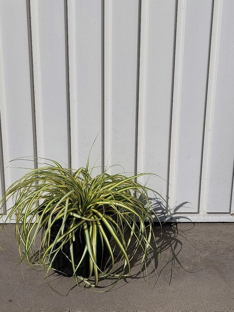 Siergras Carex ever gold, Vaste plant, Halfschaduw, Lente, Ophalen