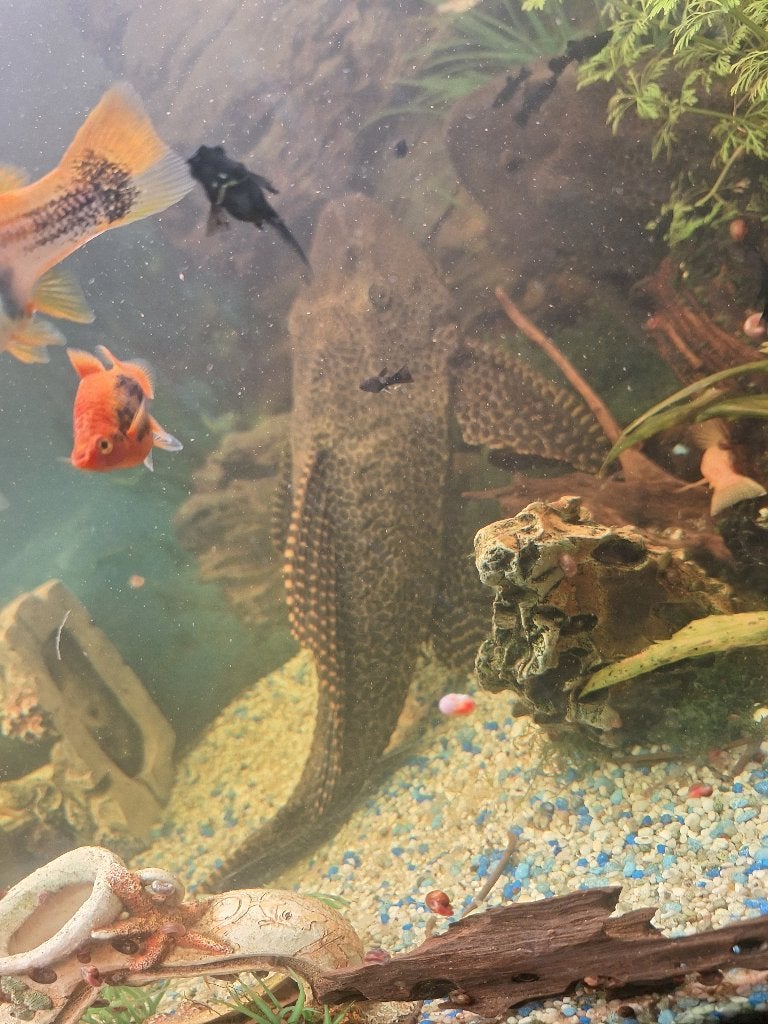 Te koop: 2 grote algeneters ( 50 cm), Vis