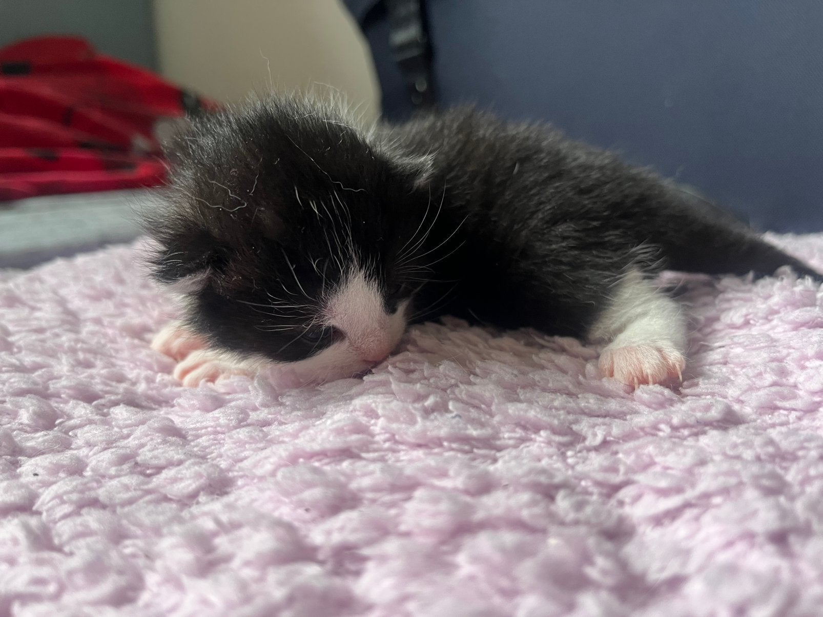 Kittens te koop, Meerdere dieren