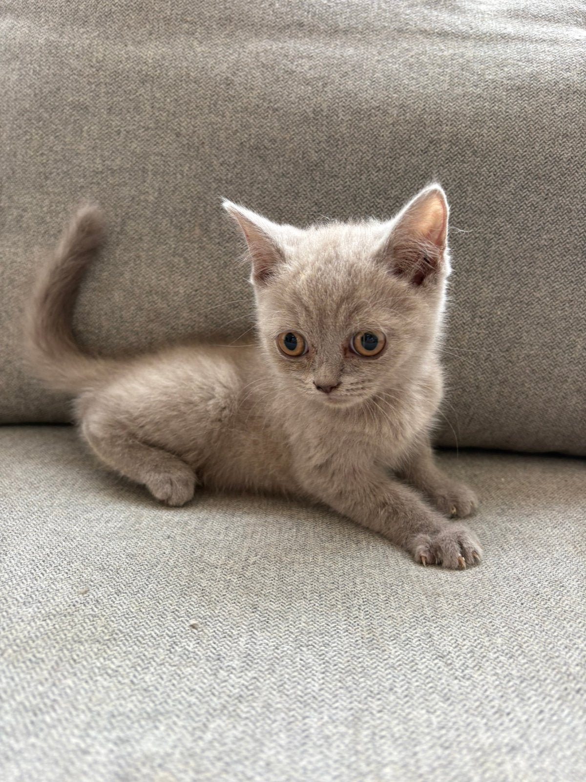 Britse korthaar kittens, Dieren en Toebehoren, Katten en Kittens | Raskatten | Korthaar, Meerdere dieren, 0 tot 2 jaar