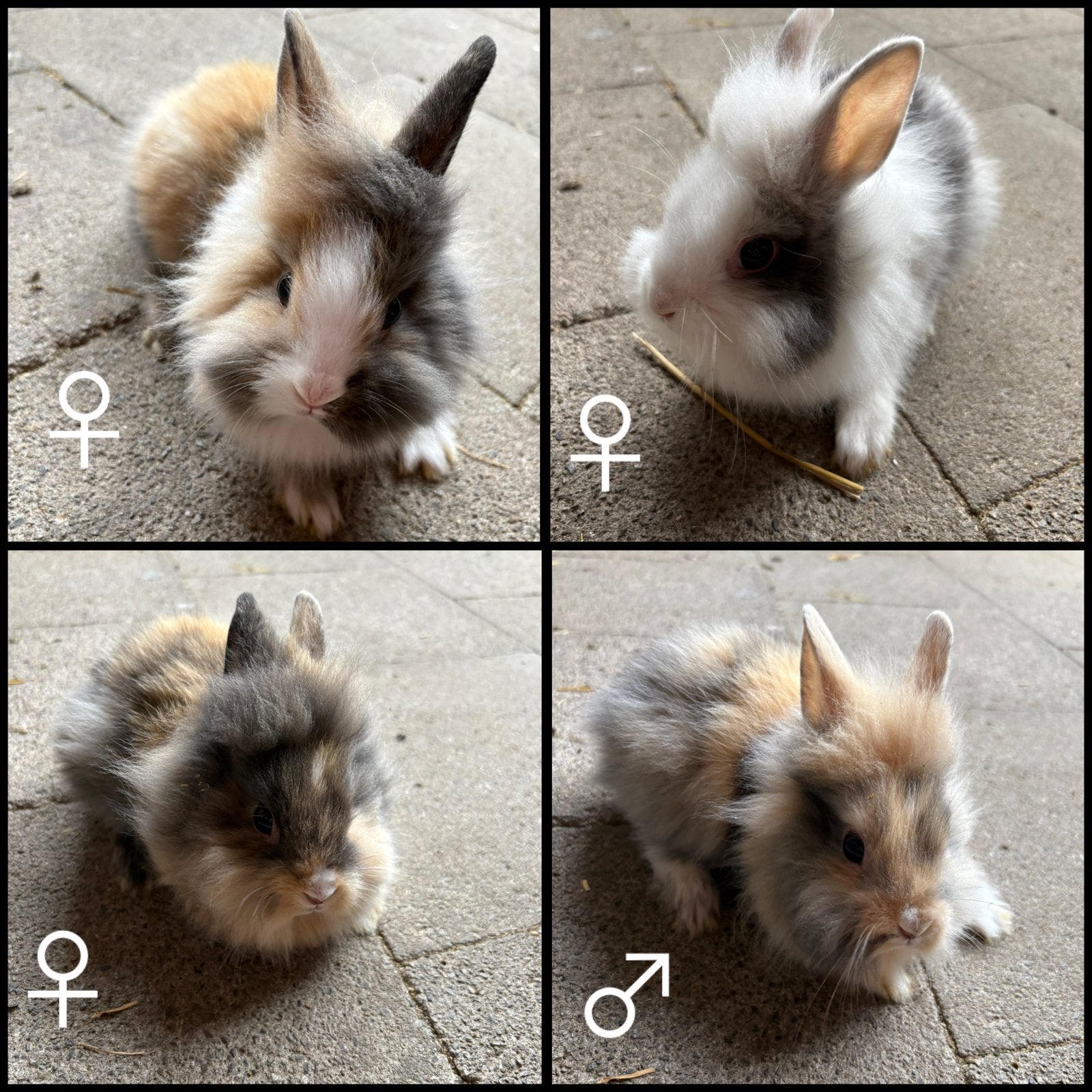 Dwergkonijntje leeuwenkopje, Dieren en Toebehoren, Konijnen, Meerdere dieren, Dwerg