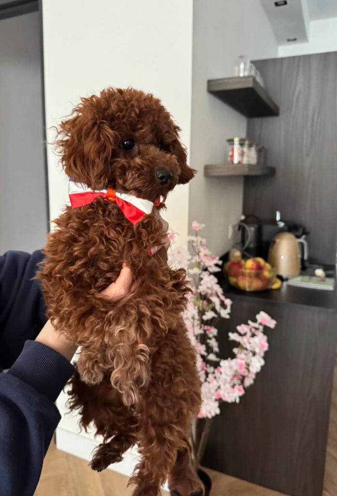 Toy Poedel Teefjes ; Prachtige raszuivere Toy Poodles, Poedel, 15 weken tot 1 jaar, Teef, Parvo