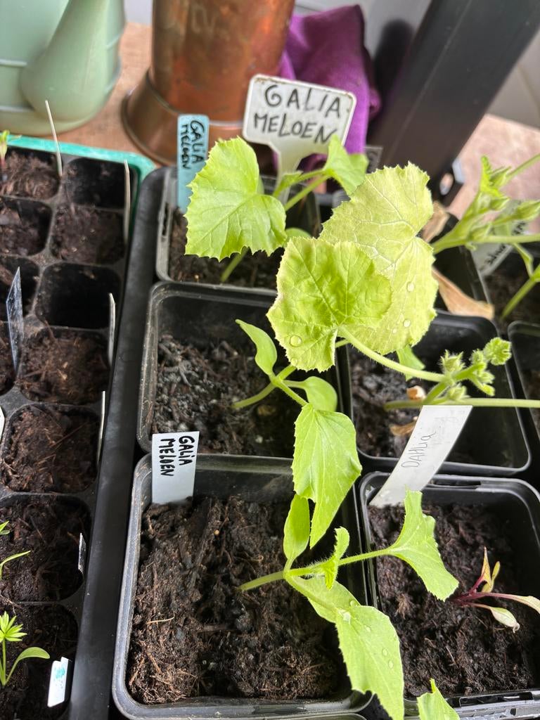 Galia Meloen Plantje - Kweek je eigen zoete meloenen!, Ophalen, Volle zon, Eenjarig, Zomer