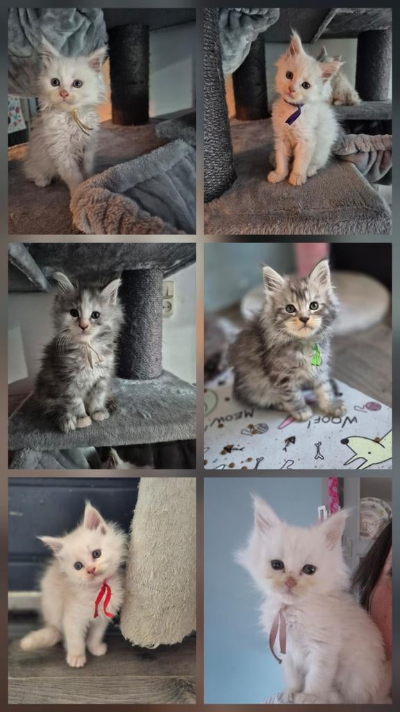 Mainecoon/maine coon kittens, Meerdere dieren, Ontwormd