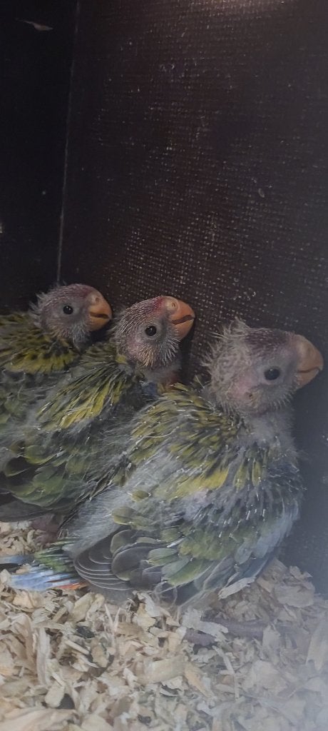 Prachtrossela, Dieren en Toebehoren, Geslacht onbekend, Parkiet, Geringd