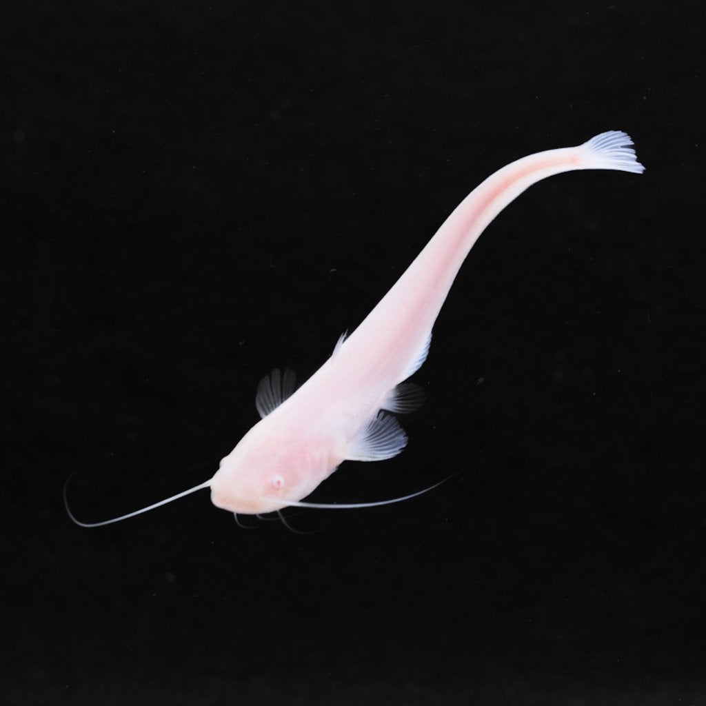 Europese meerval albino en wildkleur - Silurus glanis, Overige soorten
