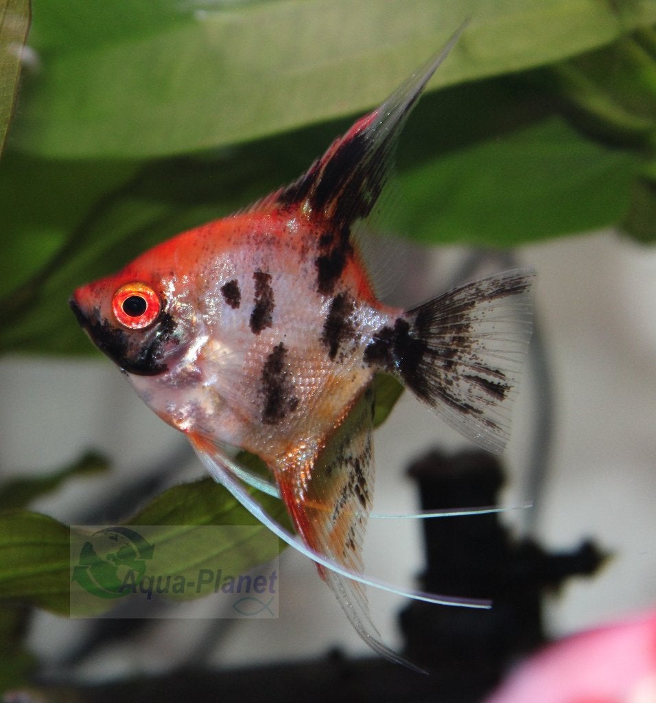 Maanvis "Red Devil", Vis, Zoetwatervis, Schoolvis