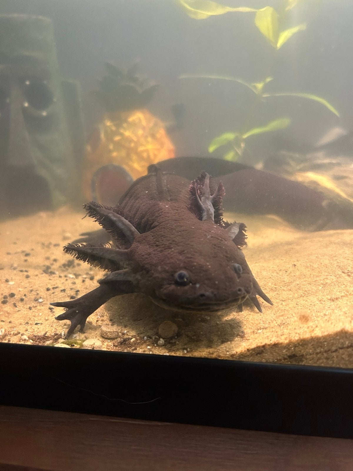 Aquarium 60x30x40, Ophalen, Gebruikt, Gevuld zoetwateraquarium, Fluval