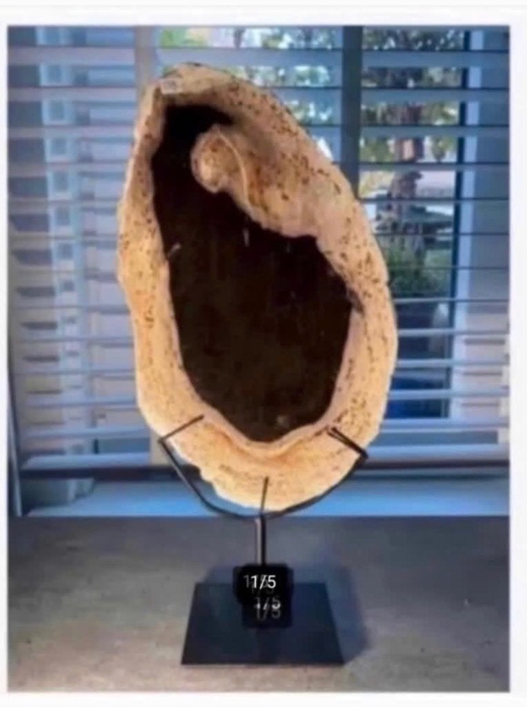 XL versteend hout schijf op zwarte metalen voet, Ophalen of Verzenden, Fossiel