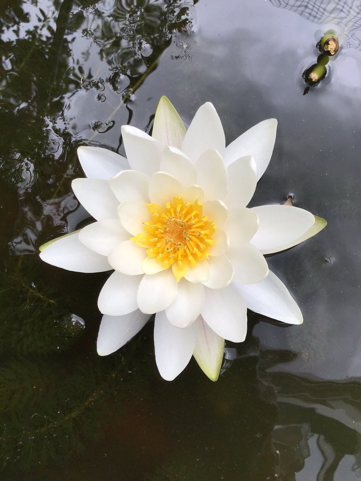 WATERLELIES / GROTE en KLEINE planten, Ophalen of Verzenden, Zo goed als nieuw
