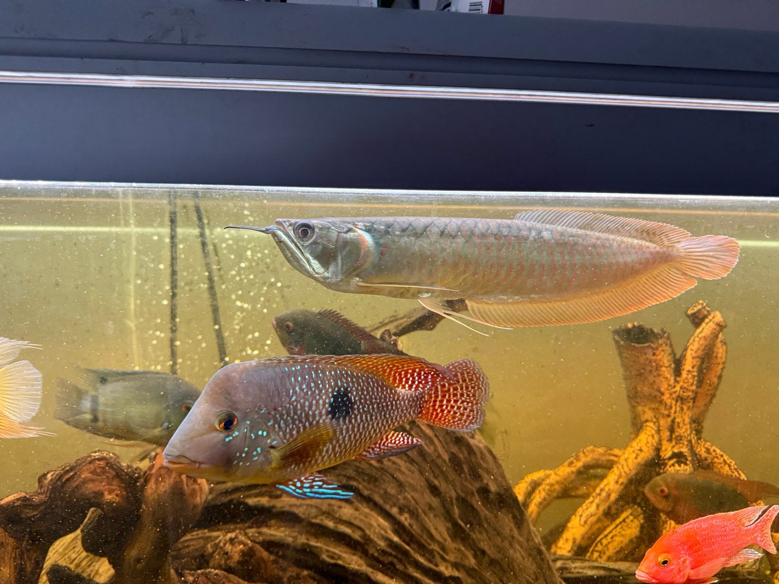 Arowana Silver. Is ca 10 maanden oud. 35cm., Dieren en Toebehoren, Vissen | Aquariumvissen, Vis