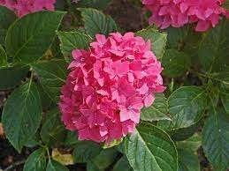 27x laagblijvende roze boerenHortensia 'Pia' €125, Ophalen of Verzenden, Hortensia, Haag, Minder dan 100 cm