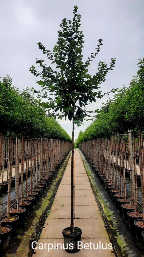 Carpinus Betulus Hoogstam / Leiboom🌿, Tuin en Terras, Planten | Bomen, Ophalen
