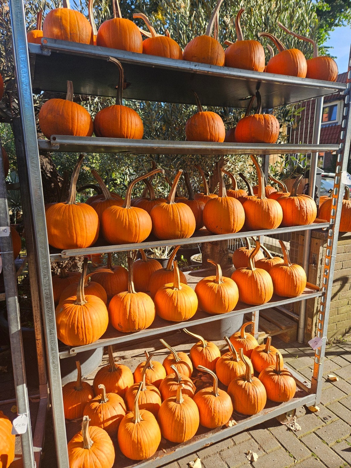Pompoenen sier of eetbaar - Halloween, Ophalen, Eenjarig, Groenteplanten, Volle zon