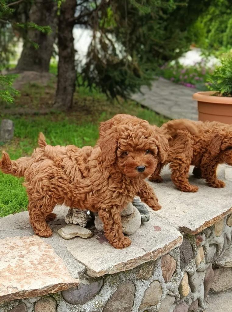 Lieve Toy Poodle pups, Dieren en Toebehoren, Poedel, 8 tot 15 weken, Parvo, Meerdere