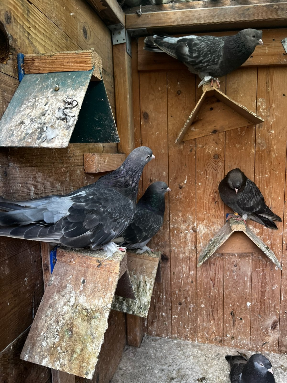 Takla, Meerdere dieren, Overige soorten